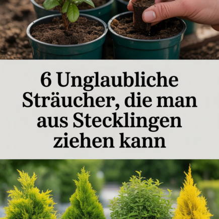 6 unglaubliche Sträucher, die man aus Stecklingen ziehen kann