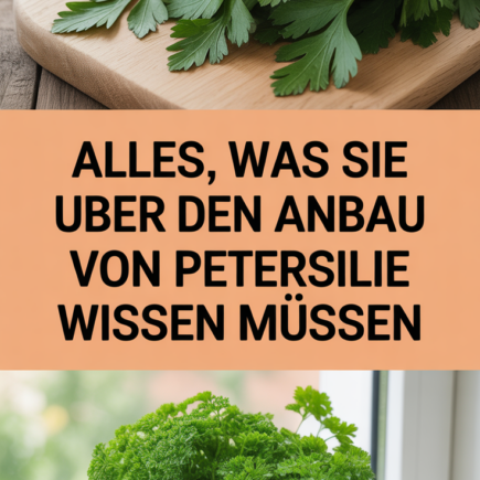 Alles, was Sie über den Anbau von Petersilie wissen müssen