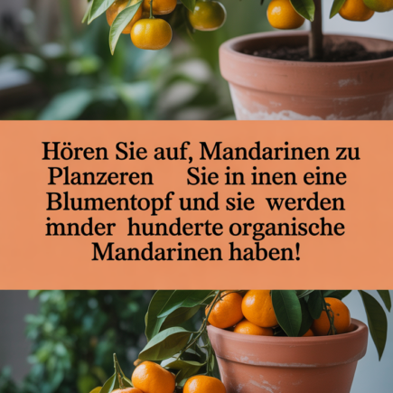 Hören Sie auf, Mandarinen zu kaufen. Pflanzen Sie sie in einen Blumentopf und Sie werden immer hunderte organische Mandarinen haben!