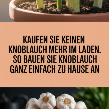 Kaufen Sie keinen Knoblauch mehr im Laden. So bauen Sie Knoblauch ganz einfach zu Hause an