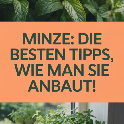 Minze: Die besten Tipps, wie man sie anbaut!