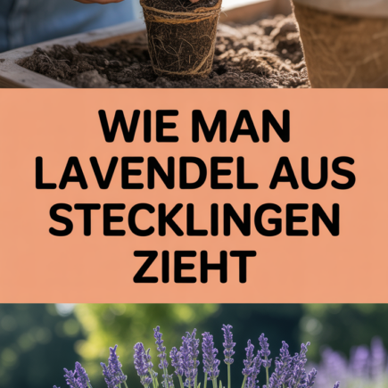 Wie man Lavendel aus Stecklingen zieht
