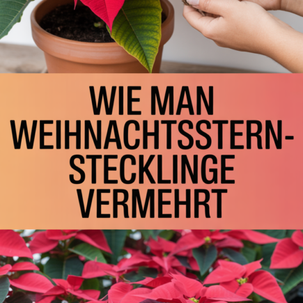 Wie man Weihnachtsstern-Stecklinge vermehrt